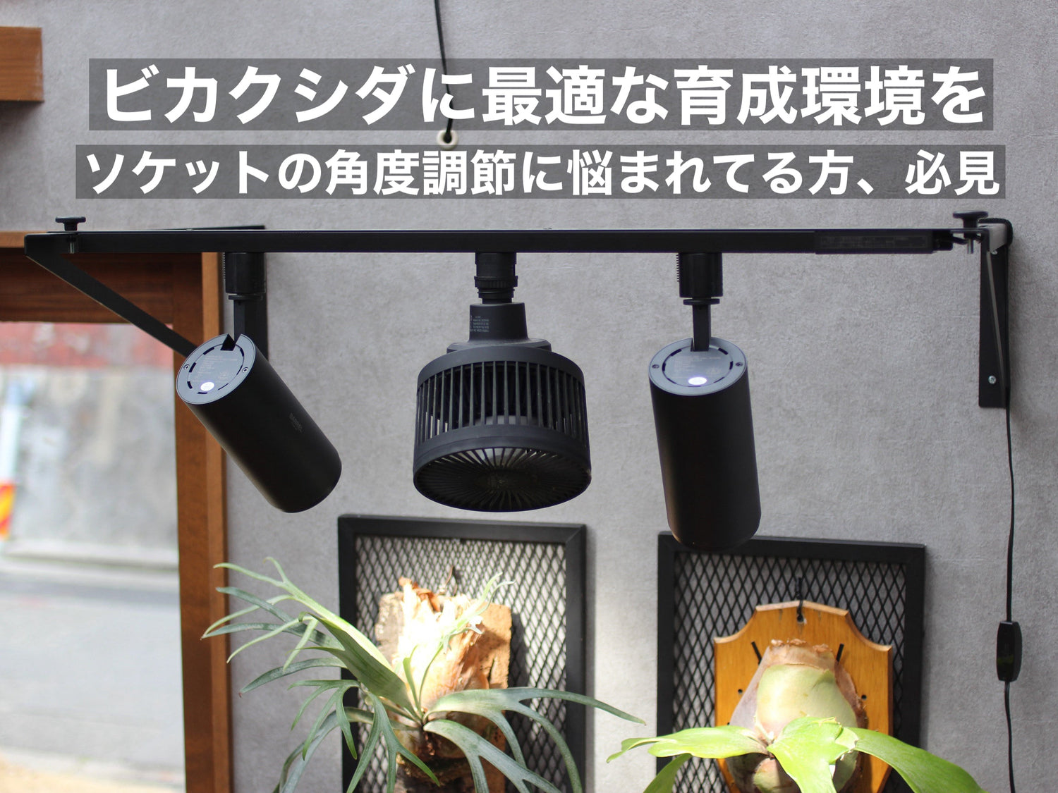 ビカクシダに最適な育成環境を