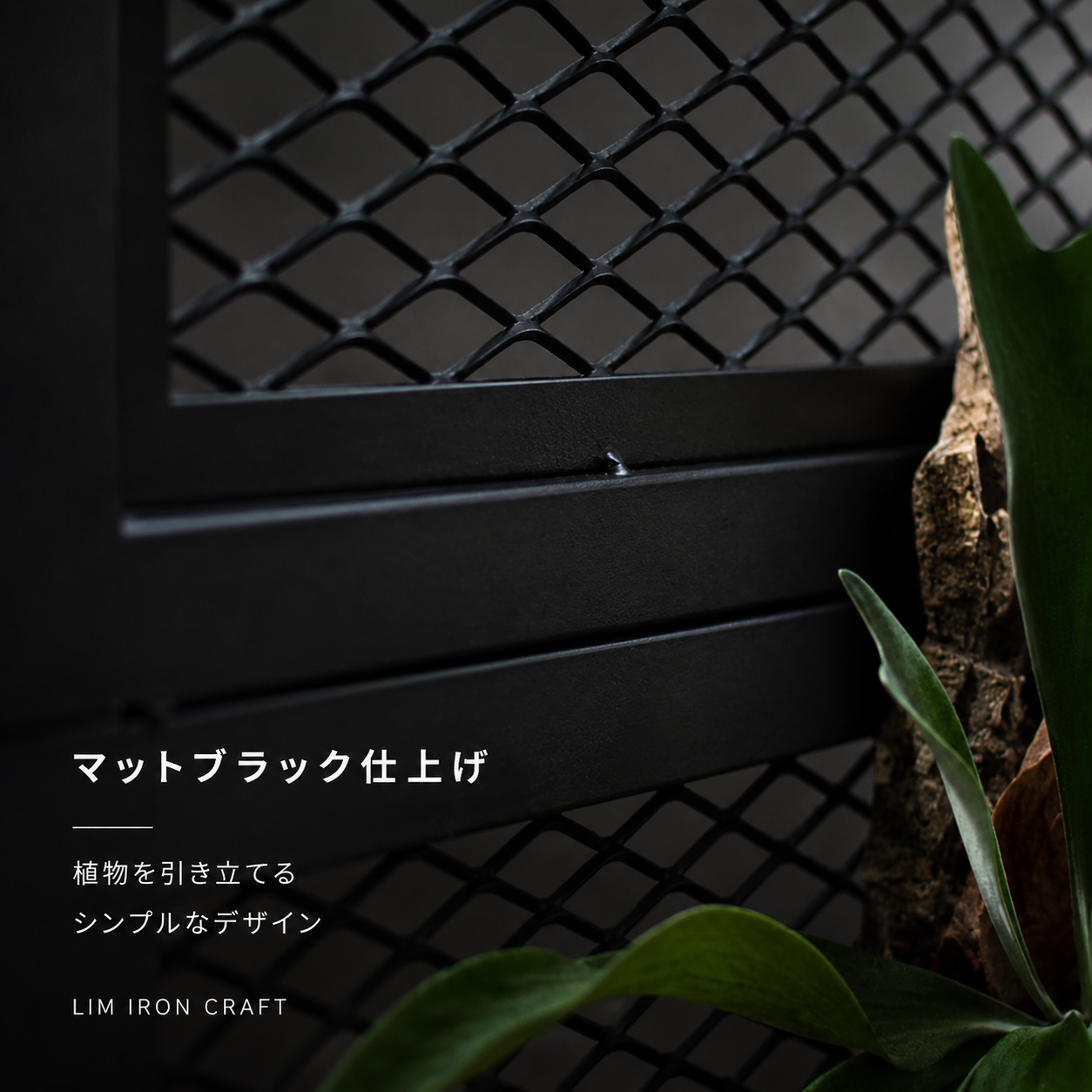ビカクシダディスプレイパネル