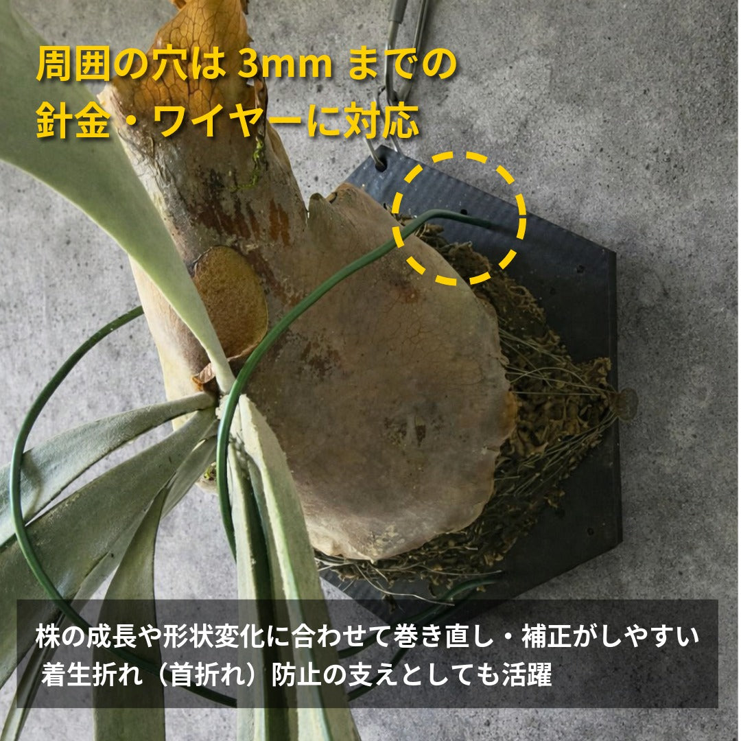 ビカクシダ等着生植物用板|スタンダード板