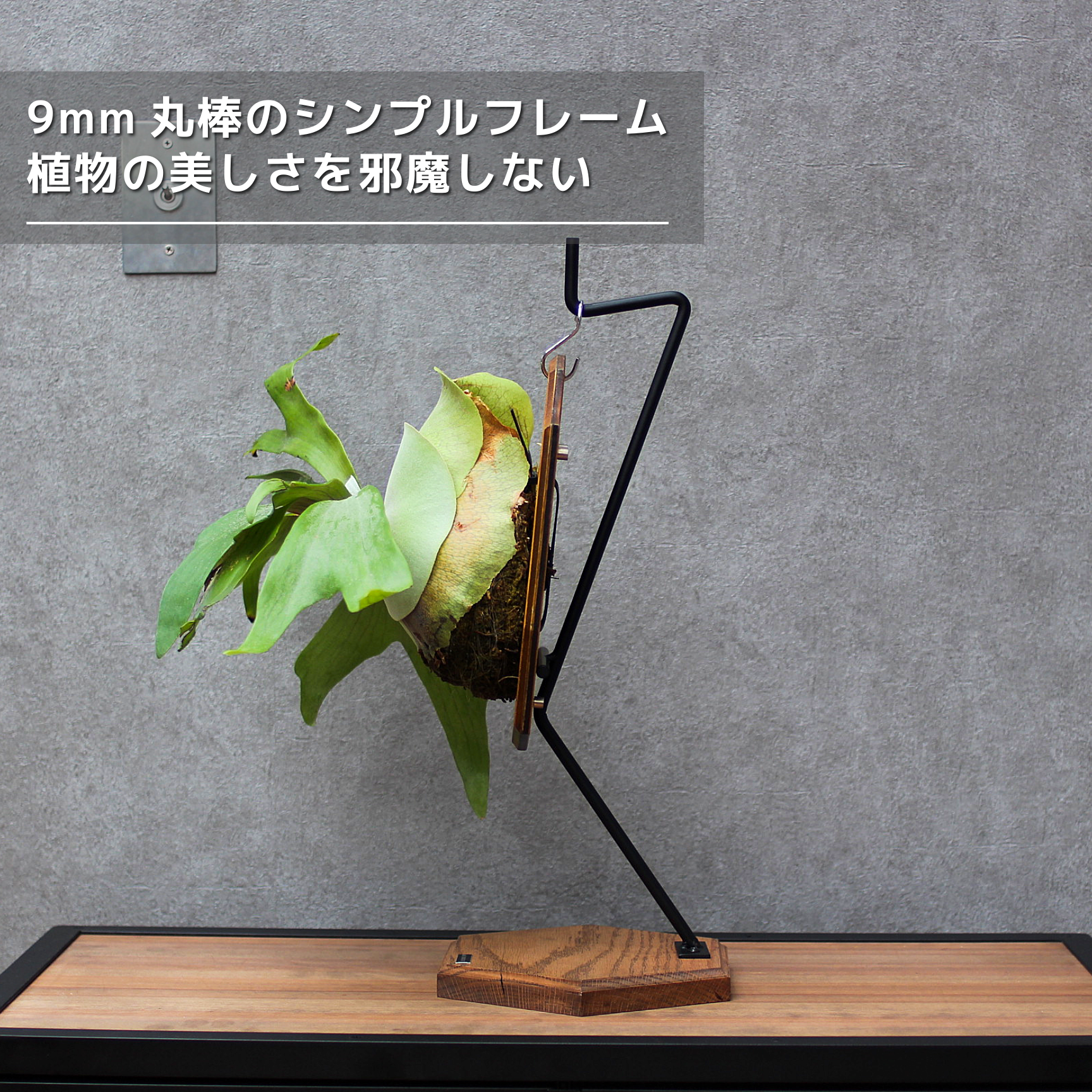 ビカクシダスタンド