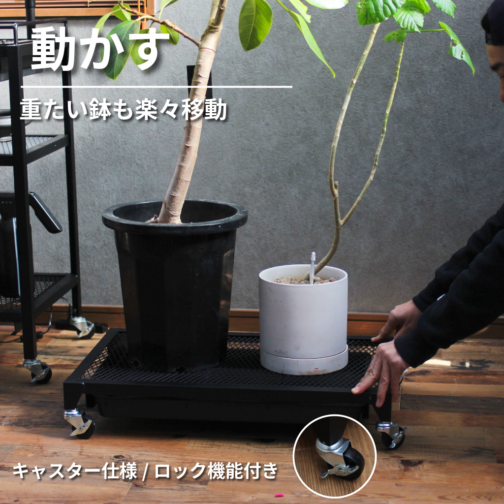 Plants Dolly~プランツ・ドリー~