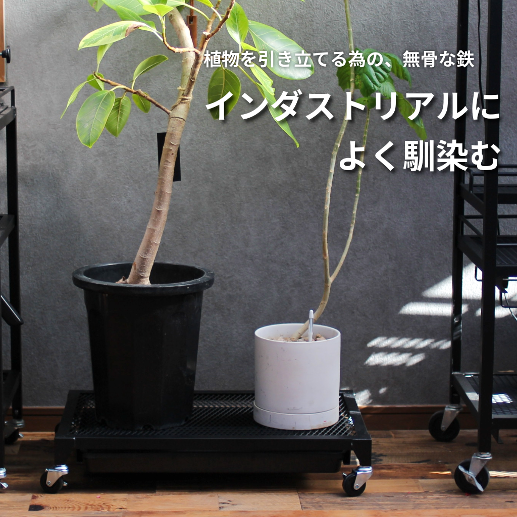 Plants Dolly~プランツ・ドリー~