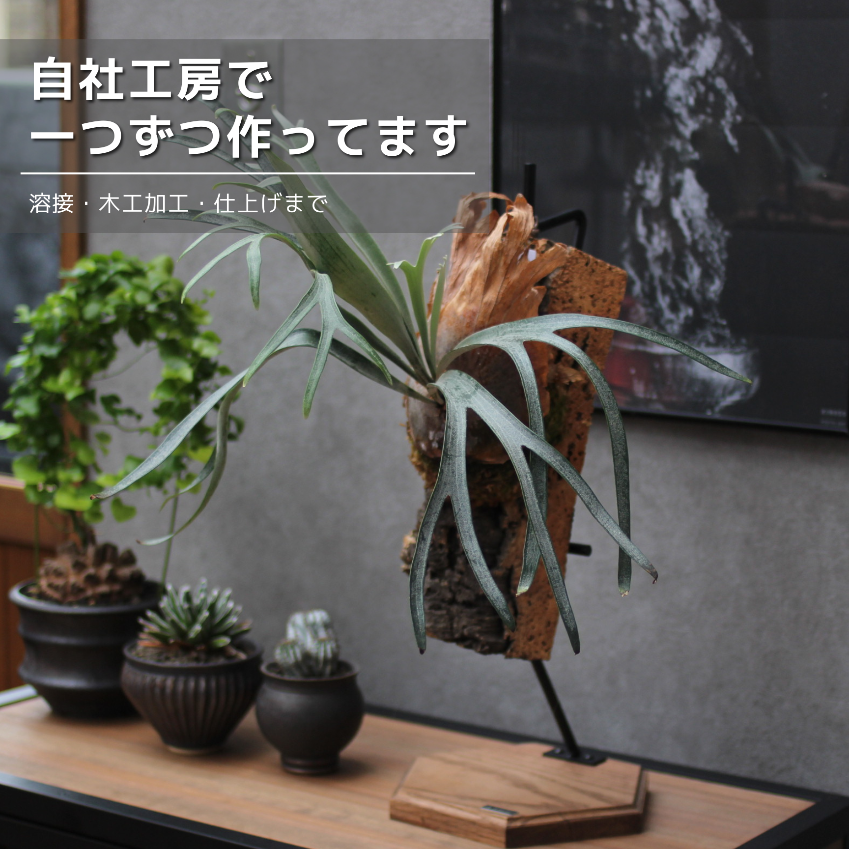 ビカクシダスタンド