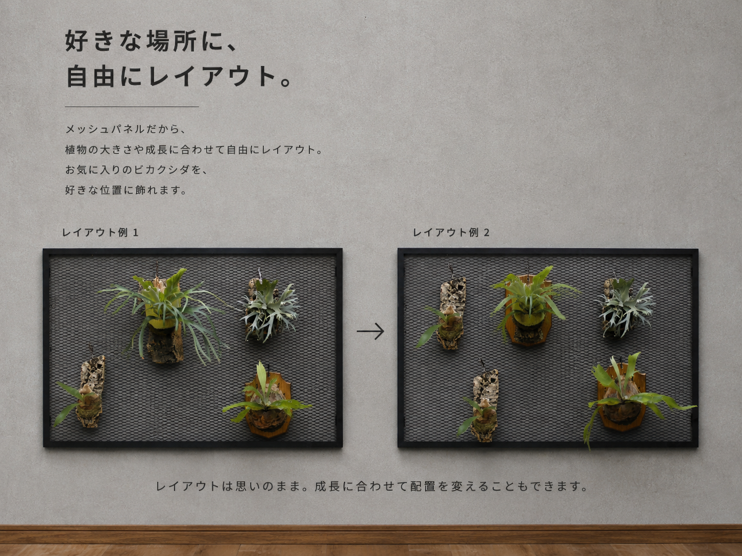 ビカクシダディスプレイ天板(初回予約販売)