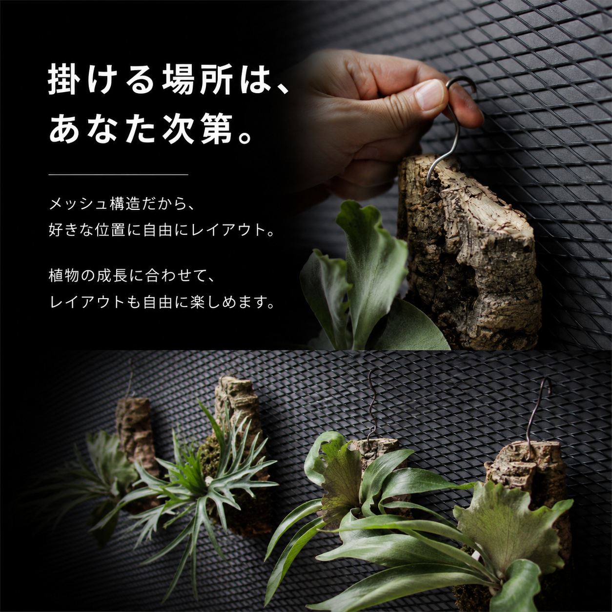 ビカクシダディスプレイ天板(初回予約販売)
