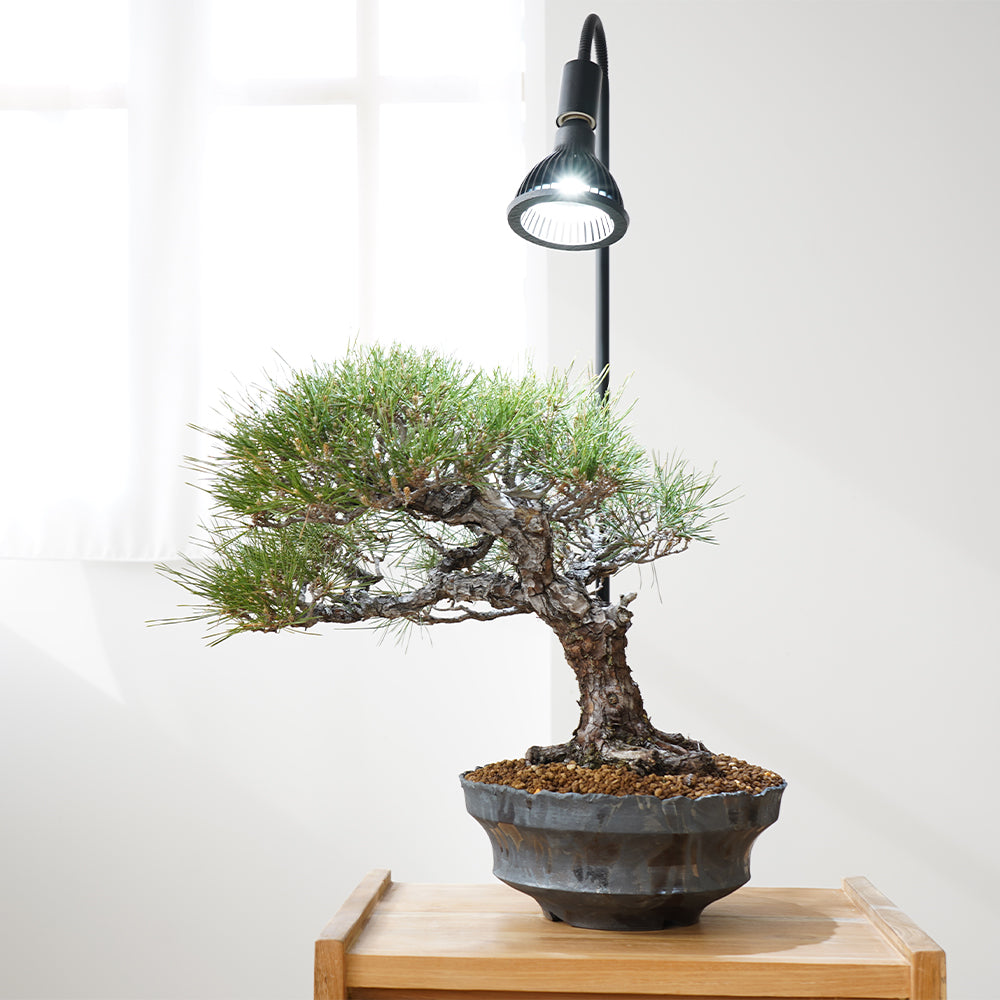 【NEO AMATERAS LED 20W】植物育成LED 太陽光LED アクアリウムLED テラリウム 室内太陽光LED ブラックボディ