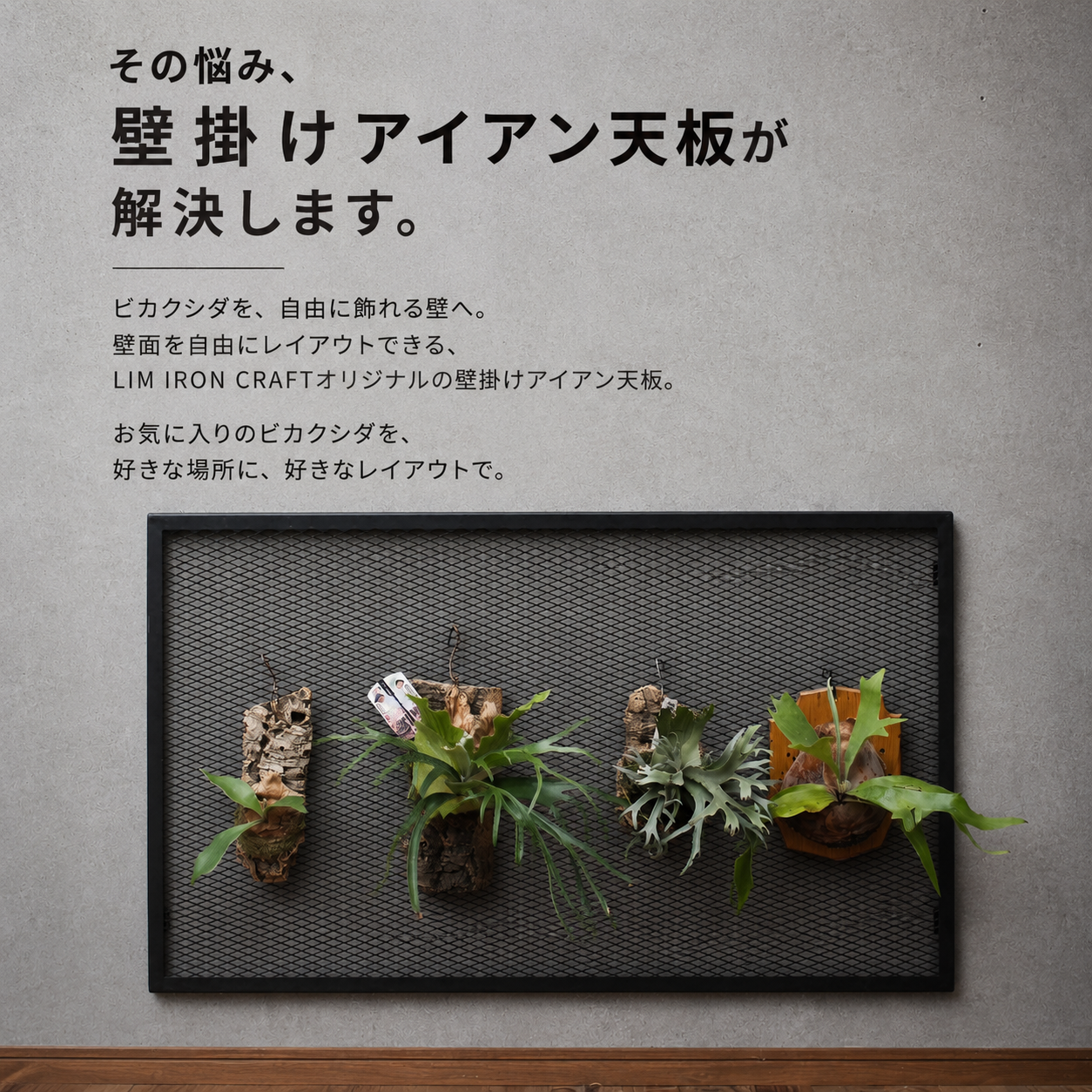 ビカクシダディスプレイ天板(初回予約販売)