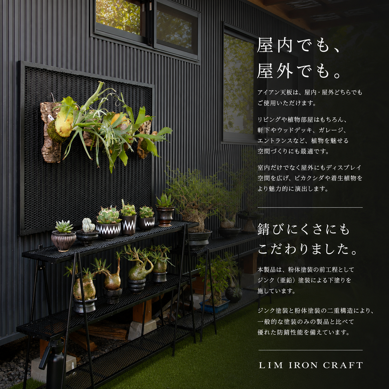 ビカクシダディスプレイ天板(初回予約販売)
