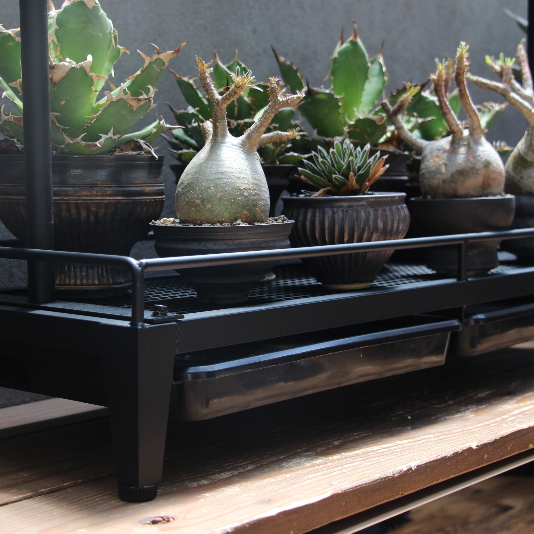 水受けトレー付き1段植物棚(W1250×D400×H130mm)アマテラススターターセット