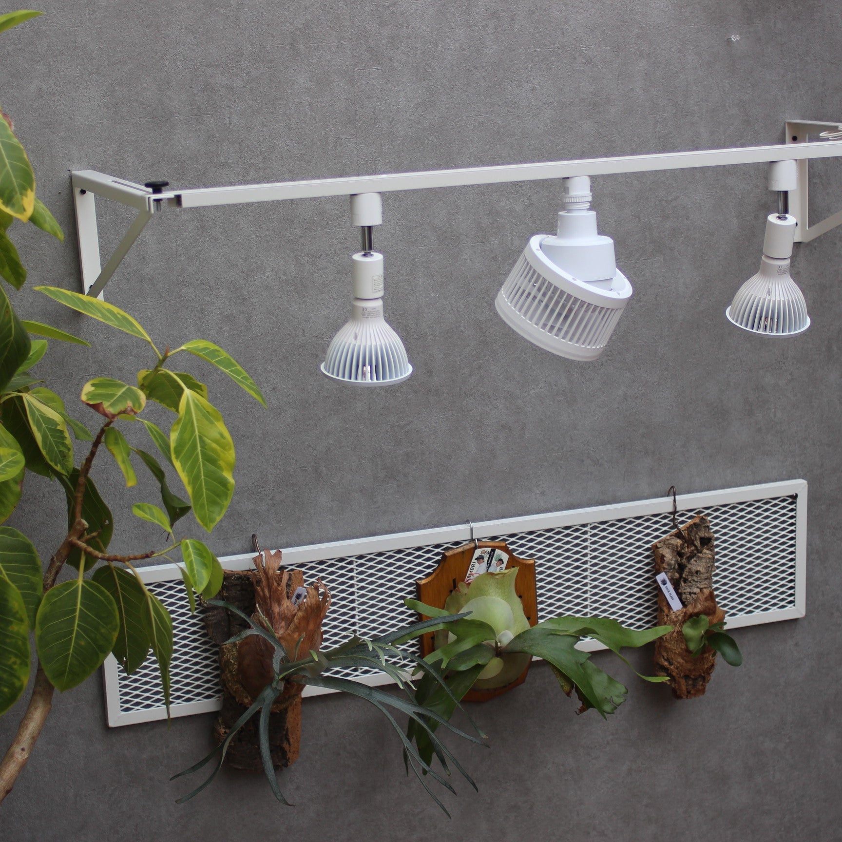 PLANTS GROW ARCH ~プランツ・グロウ・アーチ~