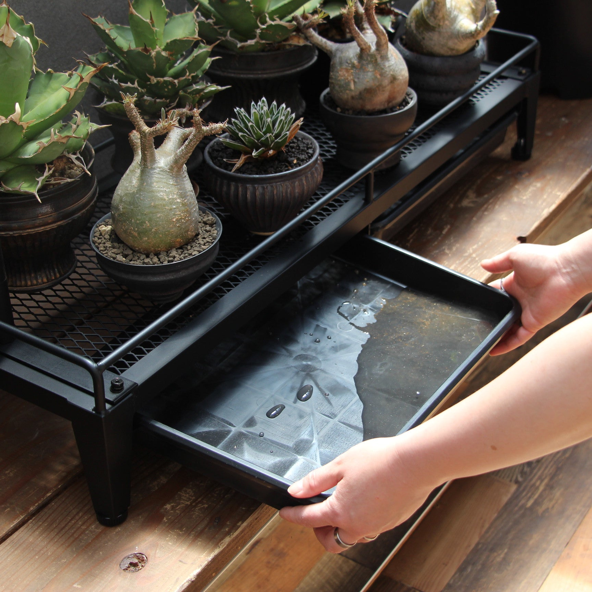 2_4.png?crop=center&height=