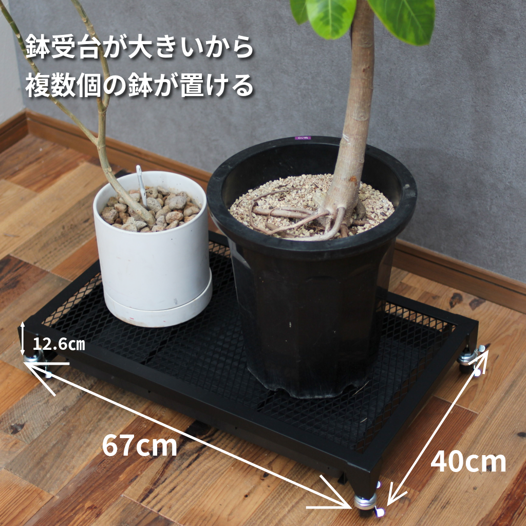 Plants Dolly～プランツ・ドリー～