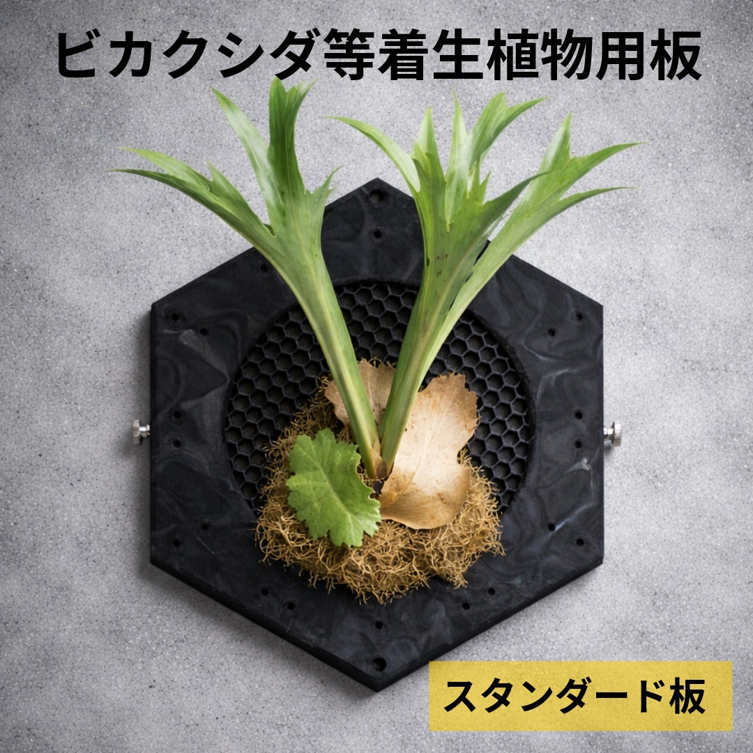 ビカクシダ等着生植物用板｜スタンダード板