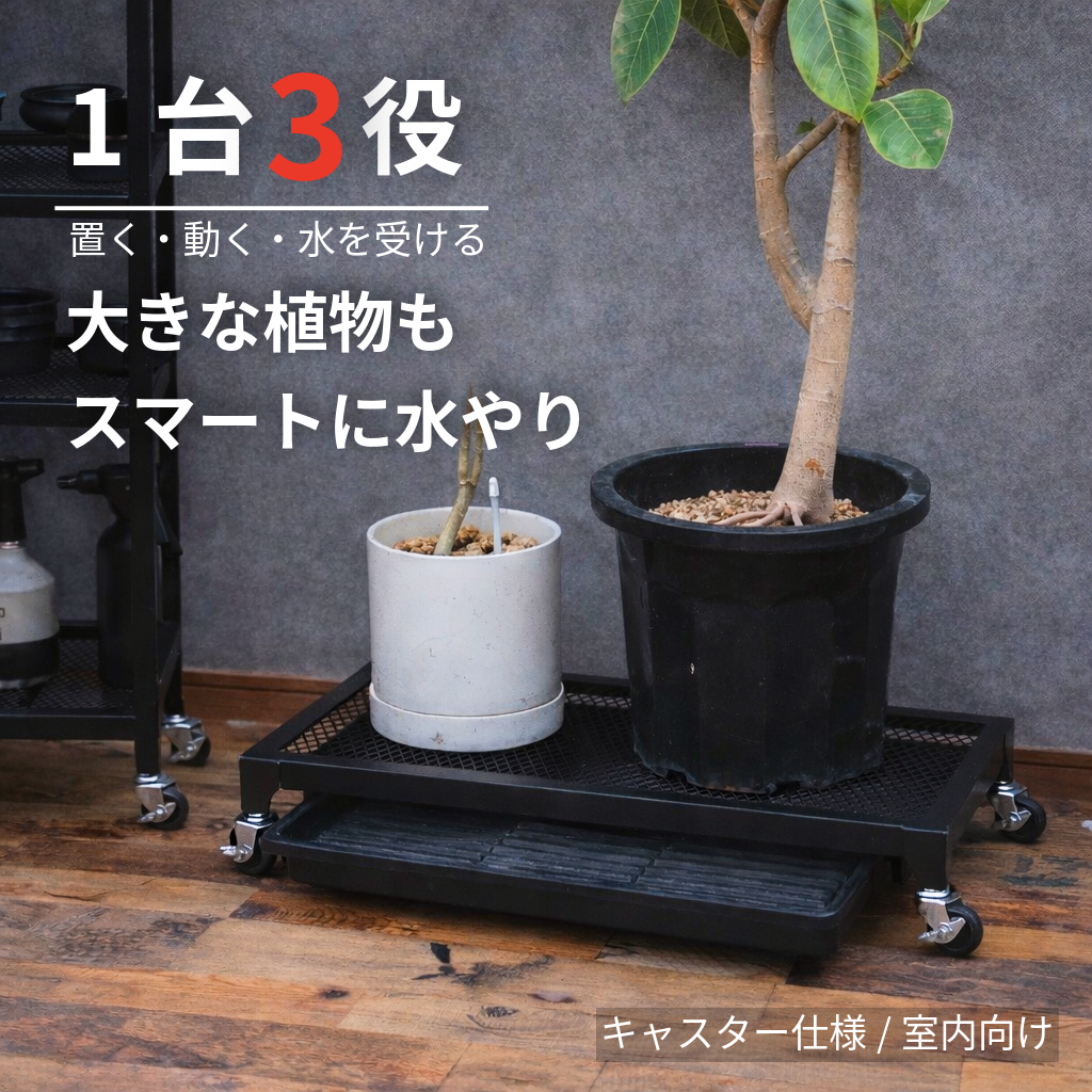 Plants Dolly~プランツ・ドリー~ Plants Dolly~プランツ・ドリー~