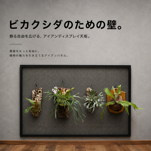 ビカクシダディスプレイ天板