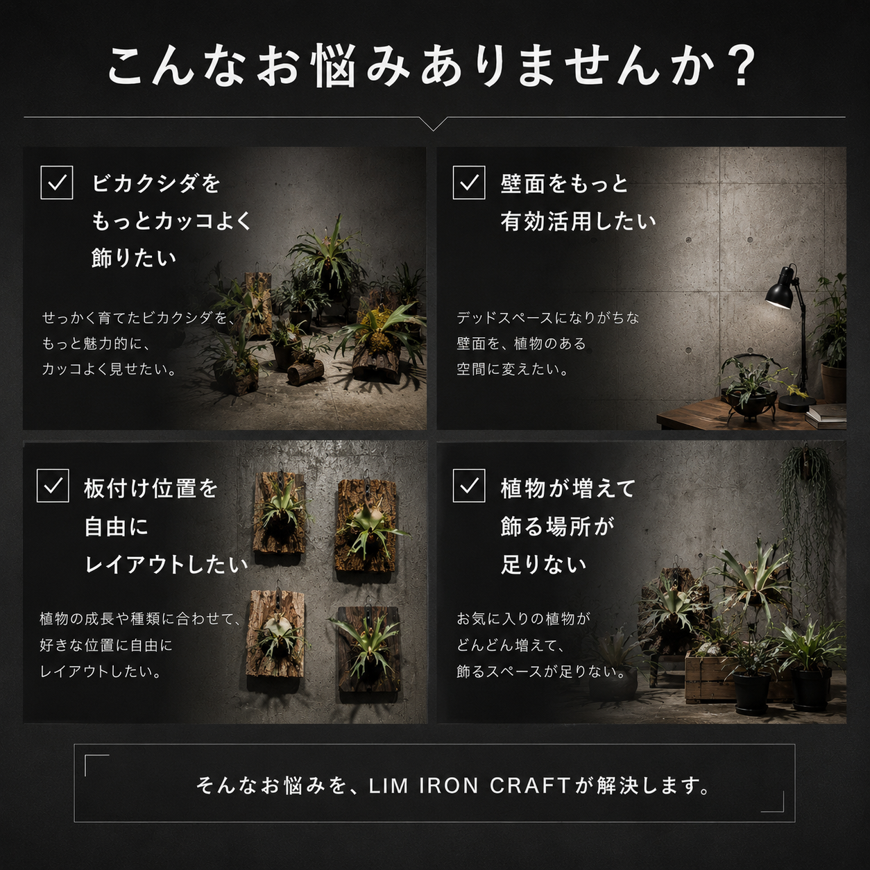 ビカクシダディスプレイ天板(初回予約販売)