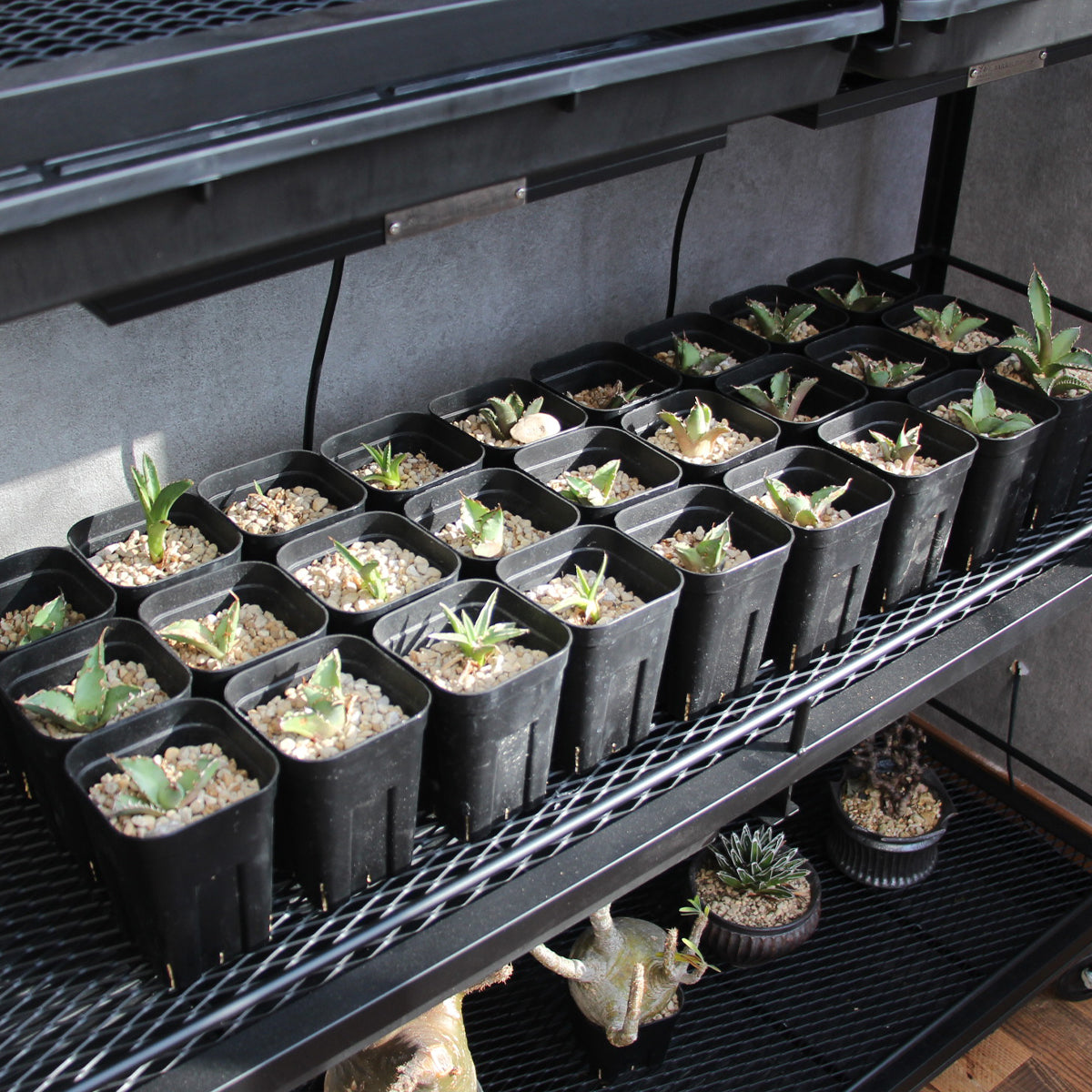 水受けトレー付きハイスペック植物棚