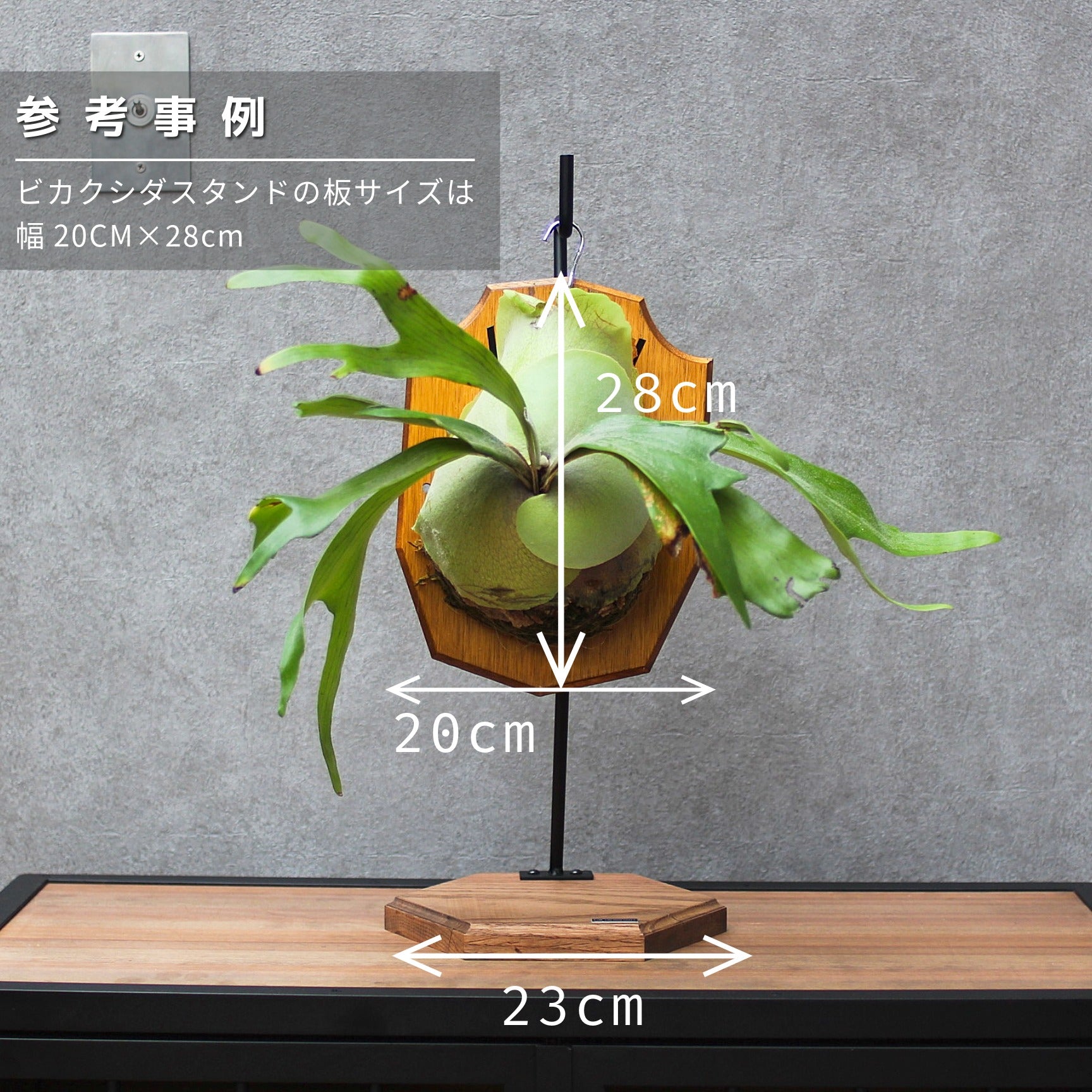 ビカクシダスタンド