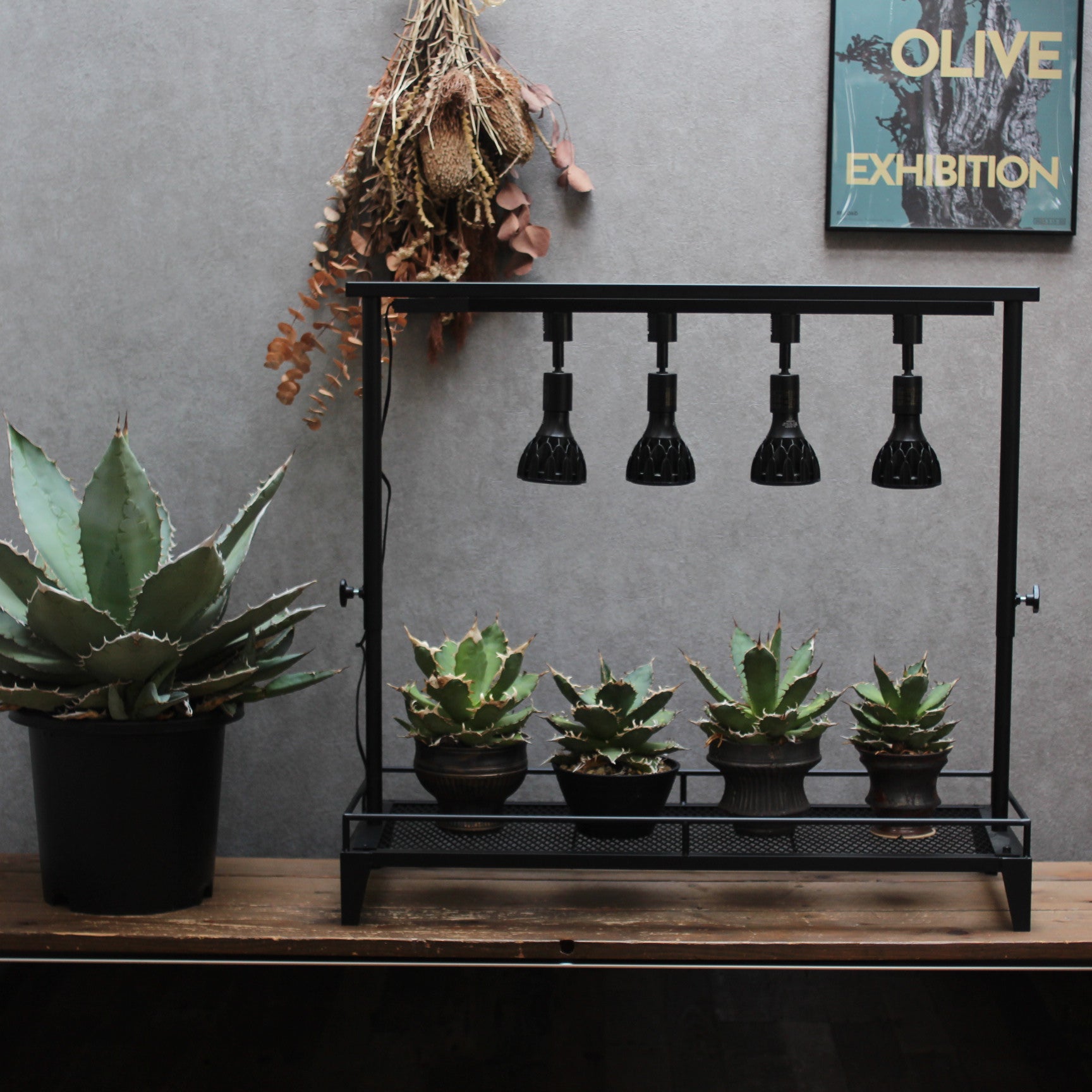 mini植物棚