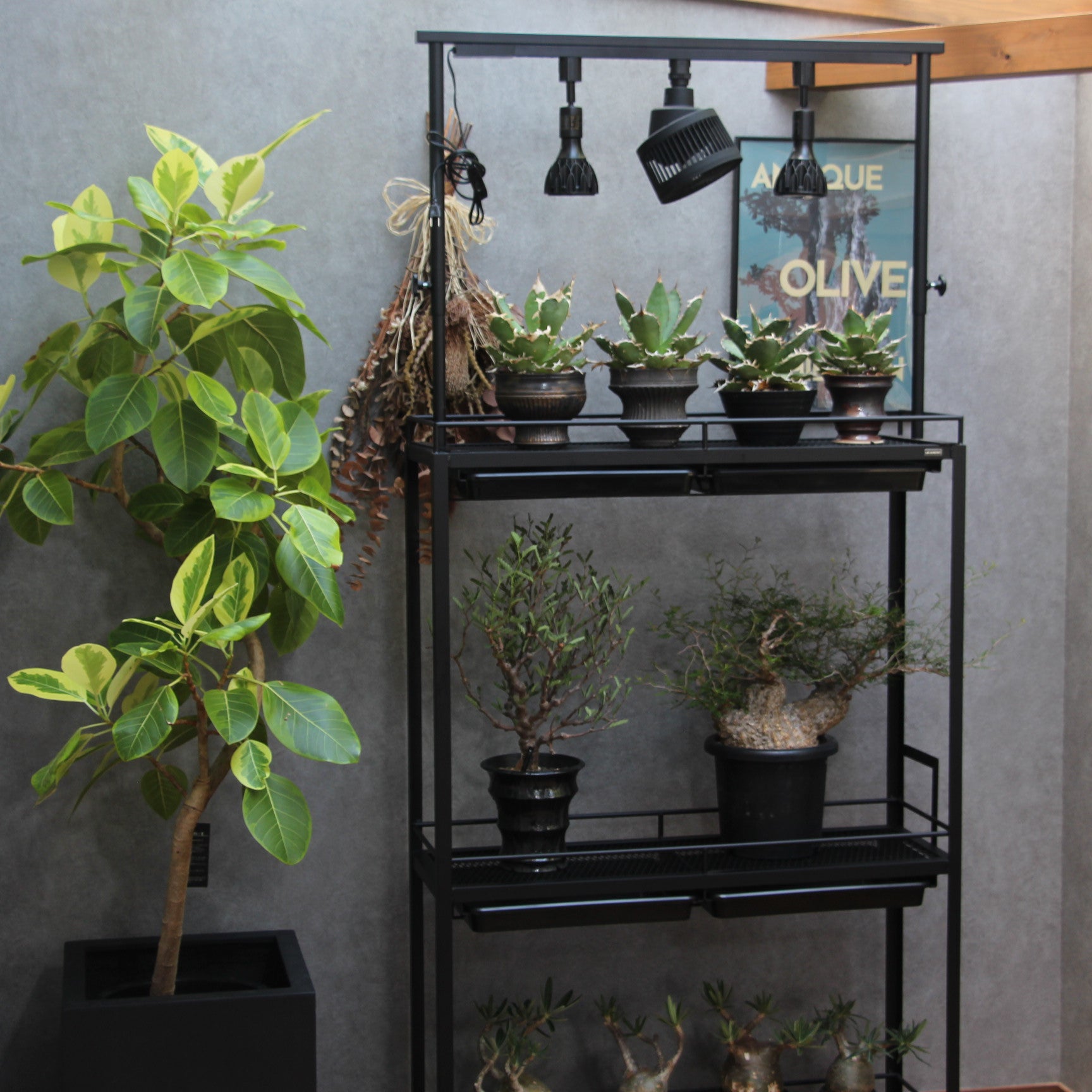 水受けトレー付き3段植物棚