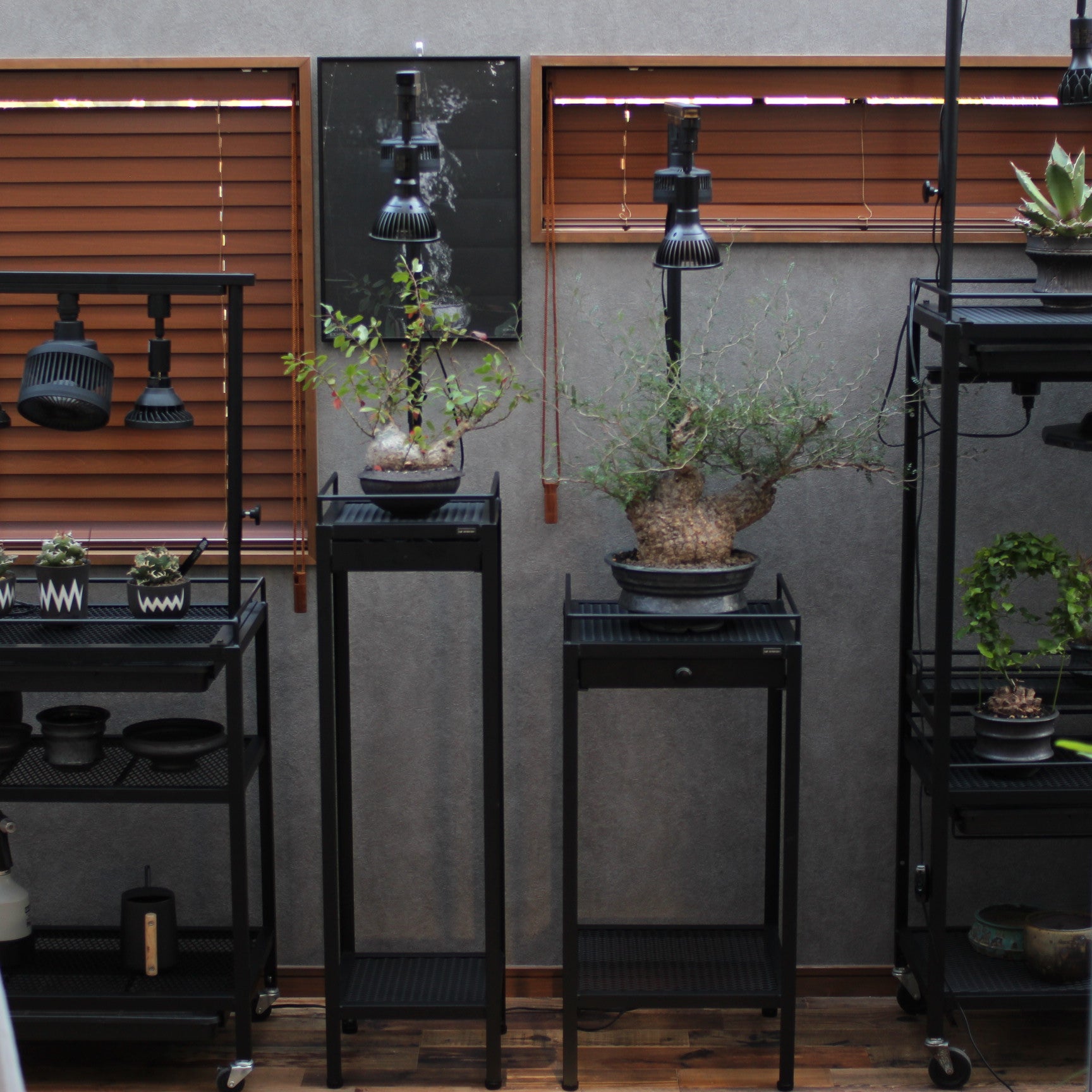 真空管と流木のディスプレイスタンド！！ 真空管と流木のディスプレイスタンド！！ 真空管と流木のディスプレイ