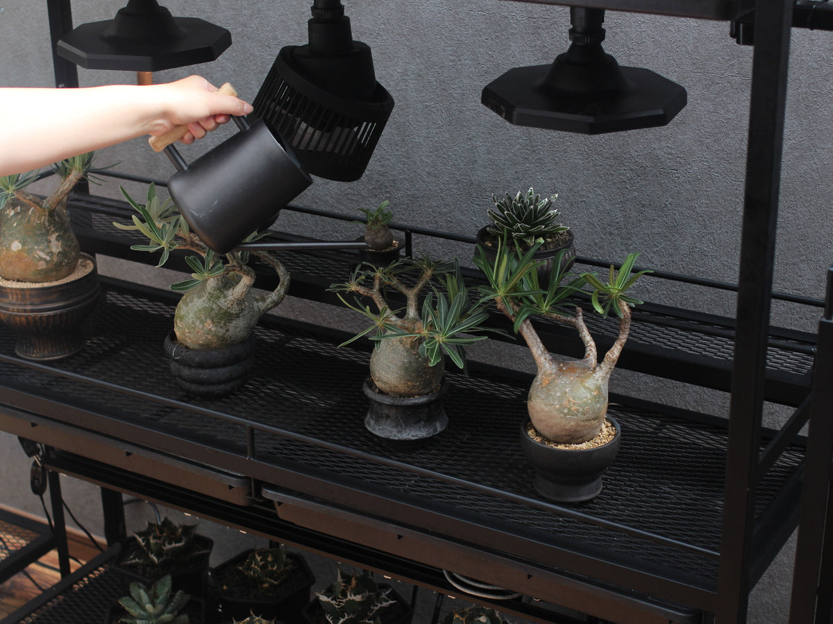 植物を棚に置いたまま水やりする様子
