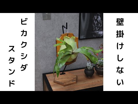ビカクシダスタンド